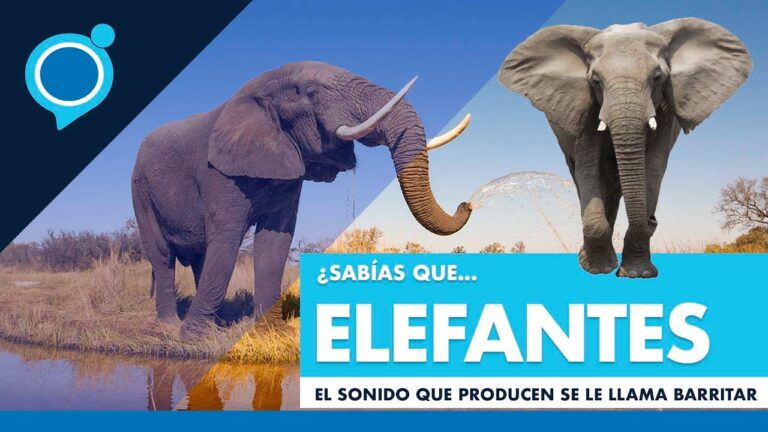 El sonido del elefante: su nombre